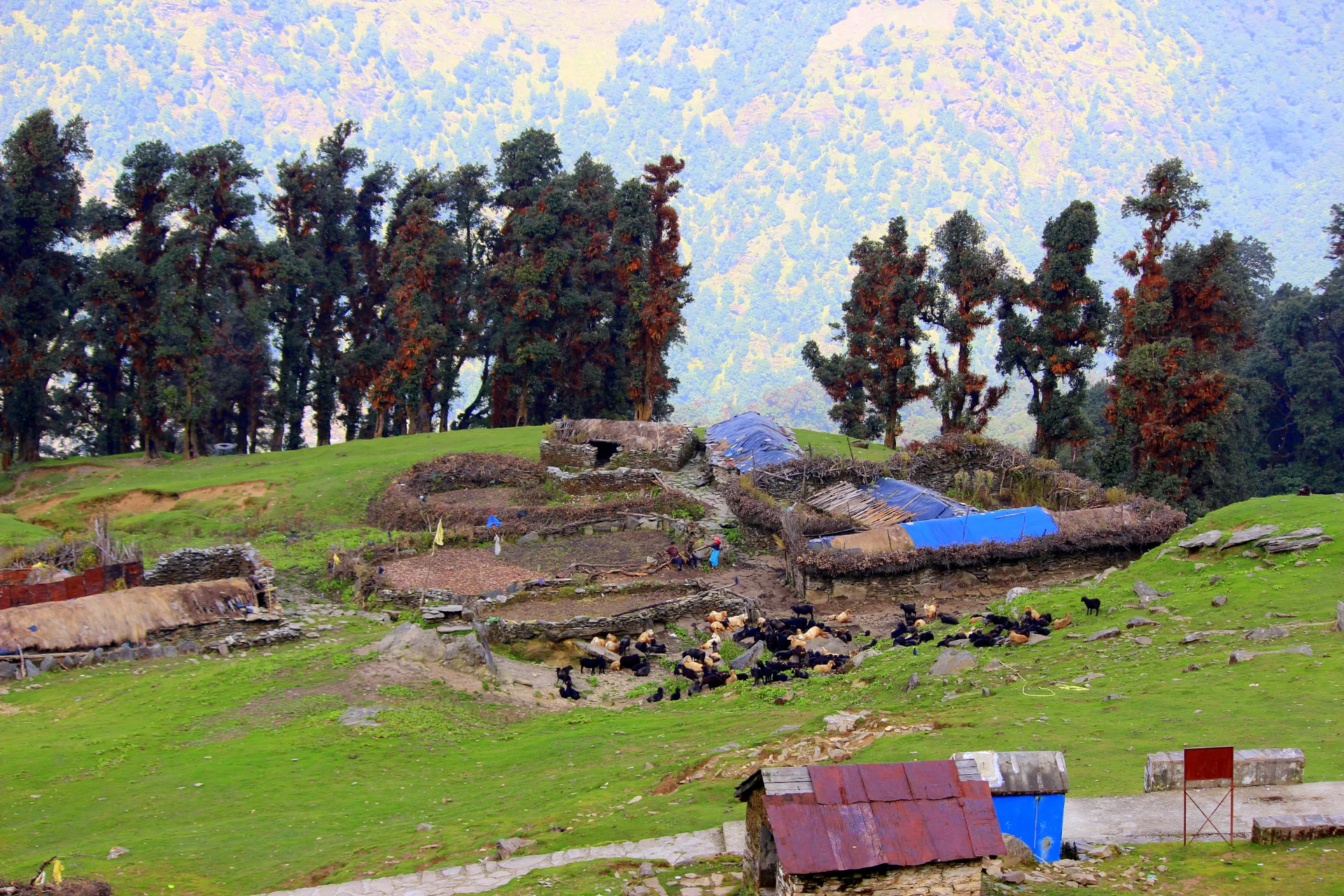 Goats near small shelters in a green high altitude meadow on the Tungnath route.