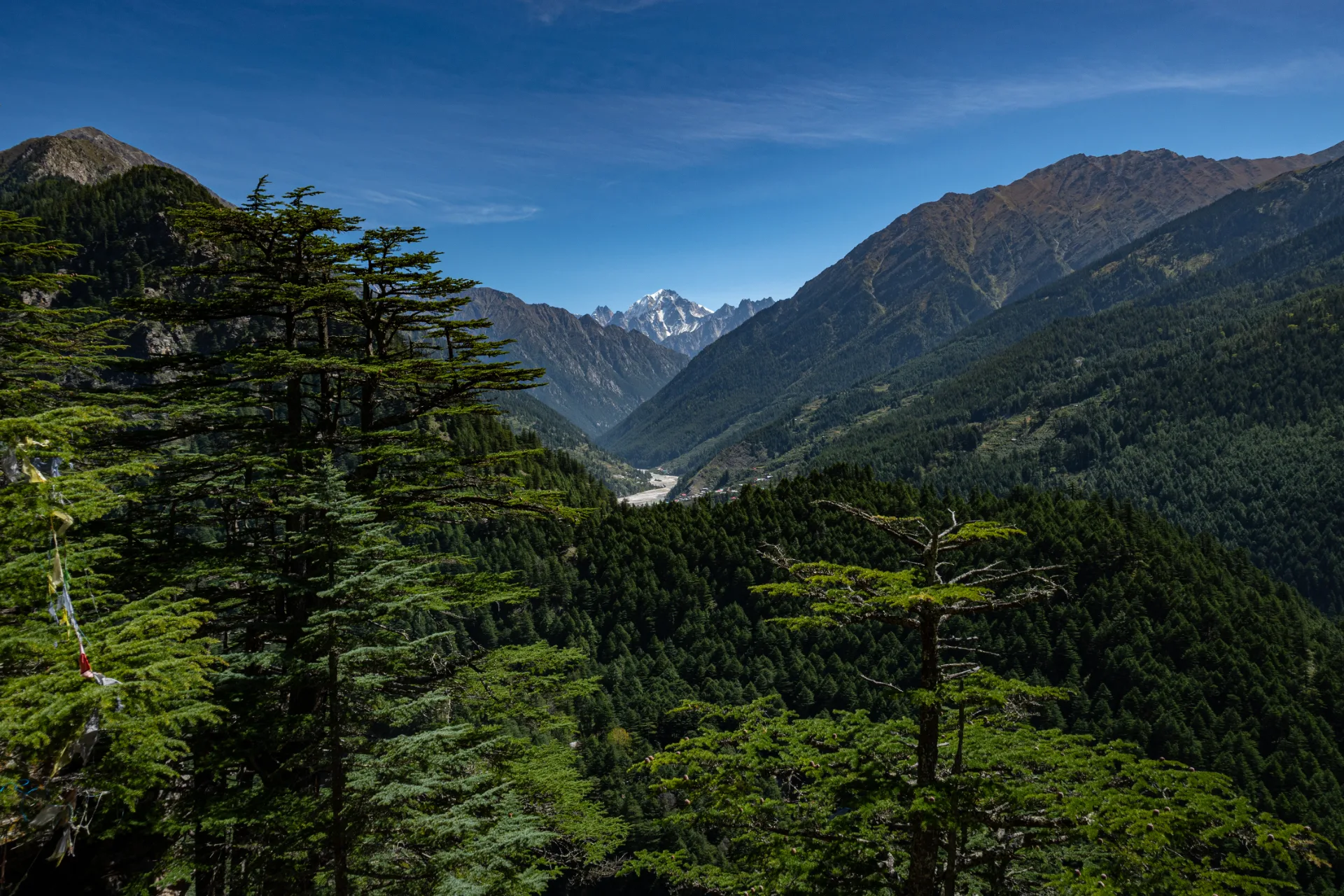 Forested Harsil Valley and the Bhagirathi corridor viewed from Lama Top
