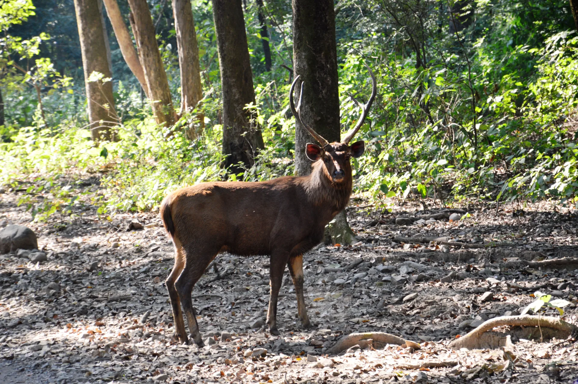 deers in jim corbett