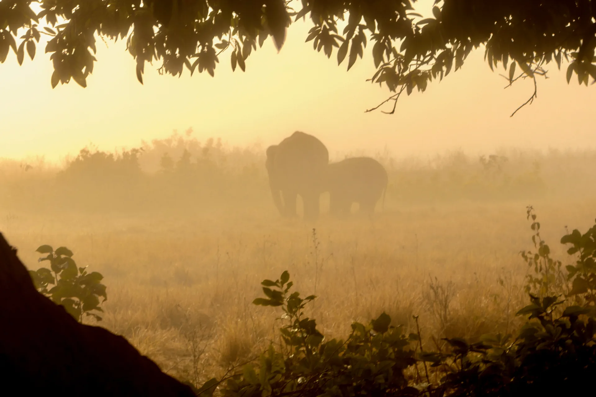 Elephants in jim corbett